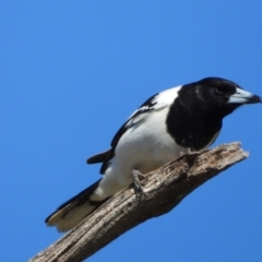 Cracticus nigrogularis (Pied Butcherbird) at Kambah, ACT - 26 Aug 2024 by LinePerrins