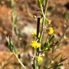 Acacia flexifolia (Bent-leaf Wattle) at Hall, ACT - 26 Aug 2024 by strigo