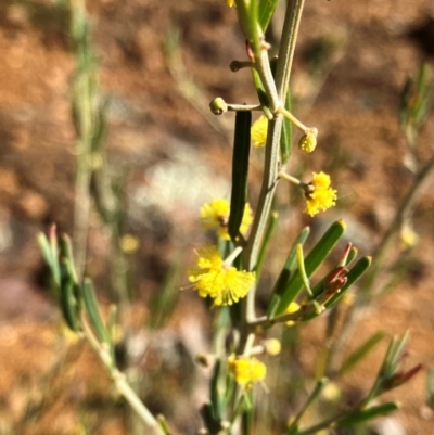 Acacia flexifolia (Bent-leaf Wattle) at Hall, ACT - 26 Aug 2024 by strigo