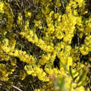 Acacia flexifolia at Hall, ACT - 26 Aug 2024