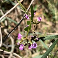 Glycine clandestina (Twining Glycine) at Hall, ACT - 26 Aug 2024 by strigo