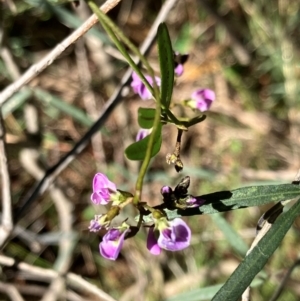 Glycine clandestina at Hall, ACT - 26 Aug 2024