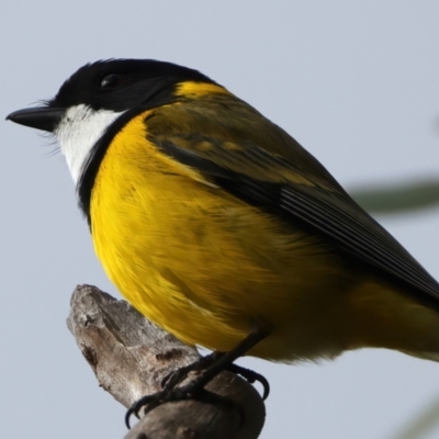 Pachycephala pectoralis (Golden Whistler) at Ainslie, ACT - 17 Aug 2024 by jb2602