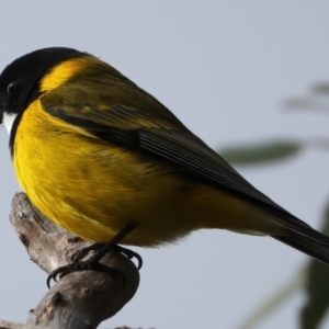 Pachycephala pectoralis at Ainslie, ACT - 17 Aug 2024