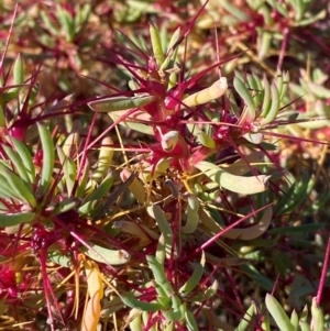 Sclerolaena longicuspis at Tibooburra, NSW - 28 Jun 2024