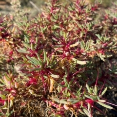 Sclerolaena longicuspis at Tibooburra, NSW - 28 Jun 2024 03:30 PM