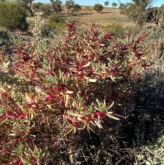 Sclerolaena longicuspis at Tibooburra, NSW - 28 Jun 2024