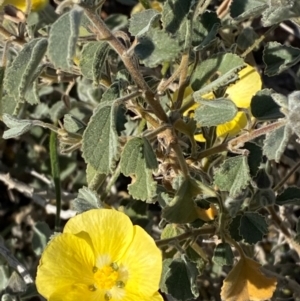 Abutilon halophilum at Tibooburra, NSW - 28 Jun 2024