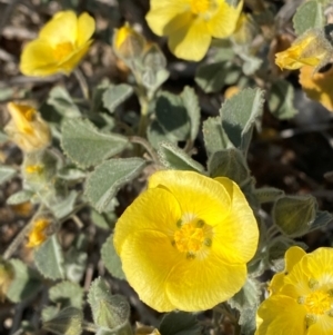 Abutilon halophilum at Tibooburra, NSW - 28 Jun 2024