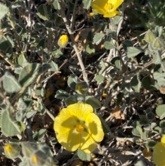 Abutilon halophilum at Tibooburra, NSW - 28 Jun 2024 03:26 PM