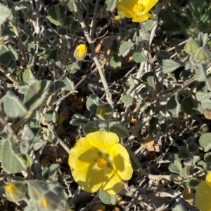 Abutilon halophilum at Tibooburra, NSW - 28 Jun 2024 03:26 PM