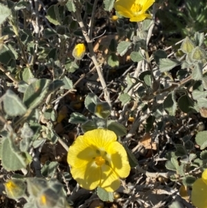 Abutilon halophilum at Tibooburra, NSW - 28 Jun 2024 03:26 PM