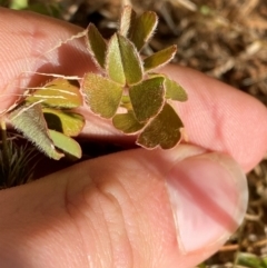 Marsilea drummondii (Common Nardoo) at Tibooburra, NSW - 28 Jun 2024 by Tapirlord