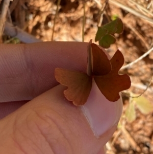 Marsilea drummondii at Tibooburra, NSW - 28 Jun 2024