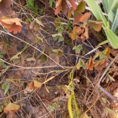 Marsilea drummondii at Tibooburra, NSW - 28 Jun 2024