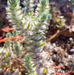 Sclerolaena lanicuspis (Copper Burr) at Tibooburra, NSW - 28 Jun 2024 by Tapirlord