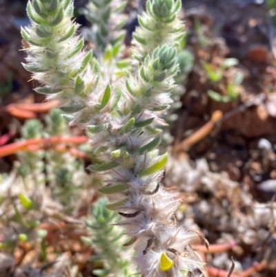 Sclerolaena lanicuspis (Copper Burr) at Tibooburra, NSW - 28 Jun 2024 by Tapirlord