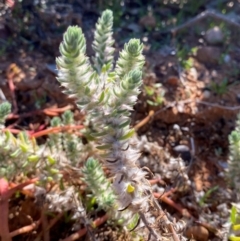 Sclerolaena lanicuspis at Tibooburra, NSW - 28 Jun 2024