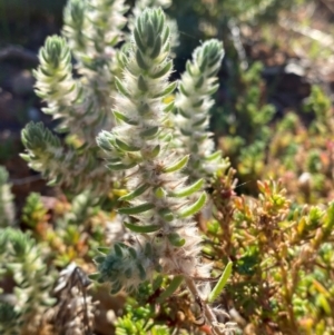 Sclerolaena lanicuspis at Tibooburra, NSW - 28 Jun 2024