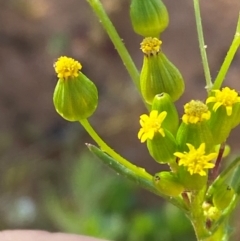 Senecio glossanthus (Annual Groundsel) at Tibooburra, NSW - 28 Jun 2024 by Tapirlord