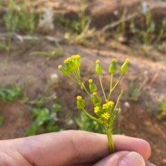 Senecio glossanthus at suppressed - suppressed