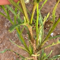 Senecio glossanthus at suppressed - suppressed