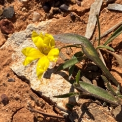 Goodenia fascicularis (Mallee Goodenia, Silky Goodenia) at Tibooburra, NSW - 28 Jun 2024 by Tapirlord