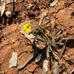 Goodenia fascicularis at Tibooburra, NSW - 28 Jun 2024 03:01 PM