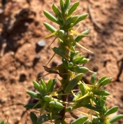 Sclerolaena cuneata (Tangled Bindyi) at Tibooburra, NSW - 28 Jun 2024 by Tapirlord