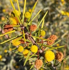 Acacia tetragonophylla (Dead Finish, Kurara) at Tibooburra, NSW - 28 Jun 2024 by Tapirlord