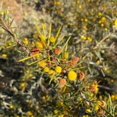 Acacia tetragonophylla at Tibooburra, NSW - 28 Jun 2024