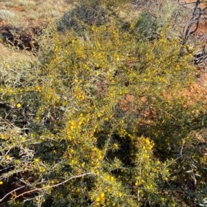 Acacia tetragonophylla at Tibooburra, NSW - 28 Jun 2024