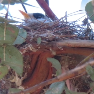 Manorina melanocephala at Griffith, ACT - 20 Aug 2024