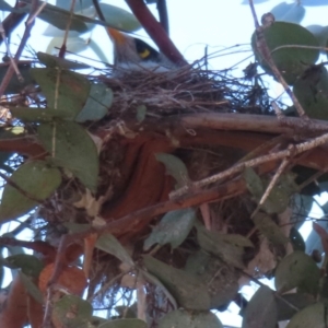 Manorina melanocephala at Griffith, ACT - 20 Aug 2024 04:03 PM