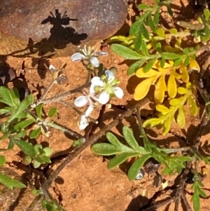 Arabidella eremigena at suppressed - 28 Jun 2024