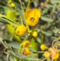 Senna glutinousa subsp. pruinosa (Silver Cassia) at Tibooburra, NSW - 28 Jun 2024 by Tapirlord