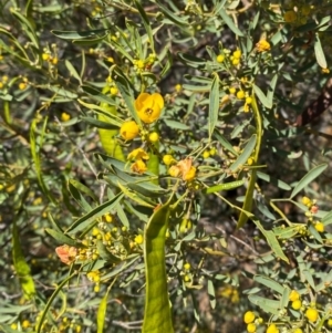 Senna glutinousa subsp. pruinosa at Tibooburra, NSW - 28 Jun 2024 02:46 PM