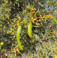 Senna glutinousa subsp. pruinosa at Tibooburra, NSW - 28 Jun 2024 02:46 PM