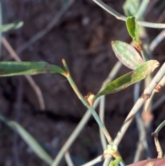 Duma florulenta at Tibooburra, NSW - 28 Jun 2024