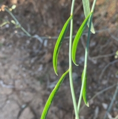 Duma florulenta at Tibooburra, NSW - 28 Jun 2024 02:43 PM