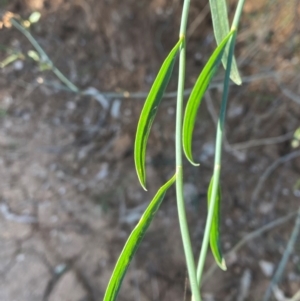 Duma florulenta at Tibooburra, NSW - 28 Jun 2024