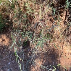 Duma florulenta at Tibooburra, NSW - 28 Jun 2024