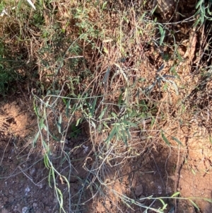 Duma florulenta at Tibooburra, NSW - 28 Jun 2024 02:43 PM