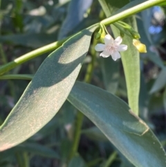 Myoporum montanum (Western Boobialla, Water Bush) at Tibooburra, NSW - 28 Jun 2024 by Tapirlord