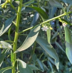 Myoporum montanum at Tibooburra, NSW - 28 Jun 2024