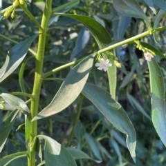Myoporum montanum at Tibooburra, NSW - 28 Jun 2024 02:43 PM