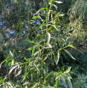 Myoporum montanum at Tibooburra, NSW - 28 Jun 2024