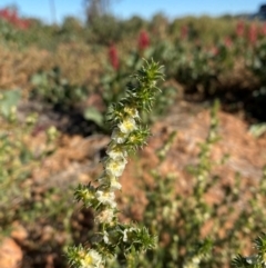 Salsola tragus (Saltwort) at Tibooburra, NSW - 28 Jun 2024 by Tapirlord