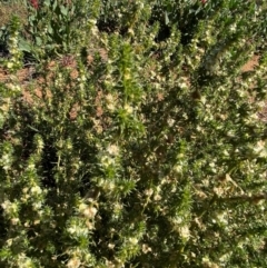 Salsola tragus at Tibooburra, NSW - 28 Jun 2024