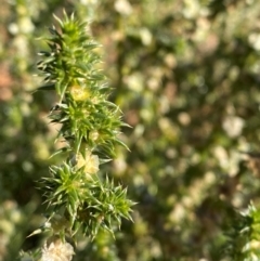 Salsola tragus at Tibooburra, NSW - 28 Jun 2024 02:42 PM